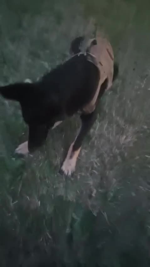German Shepherd dogs for sale: Stunning German shepherd puppy.friendly& social - Video 2