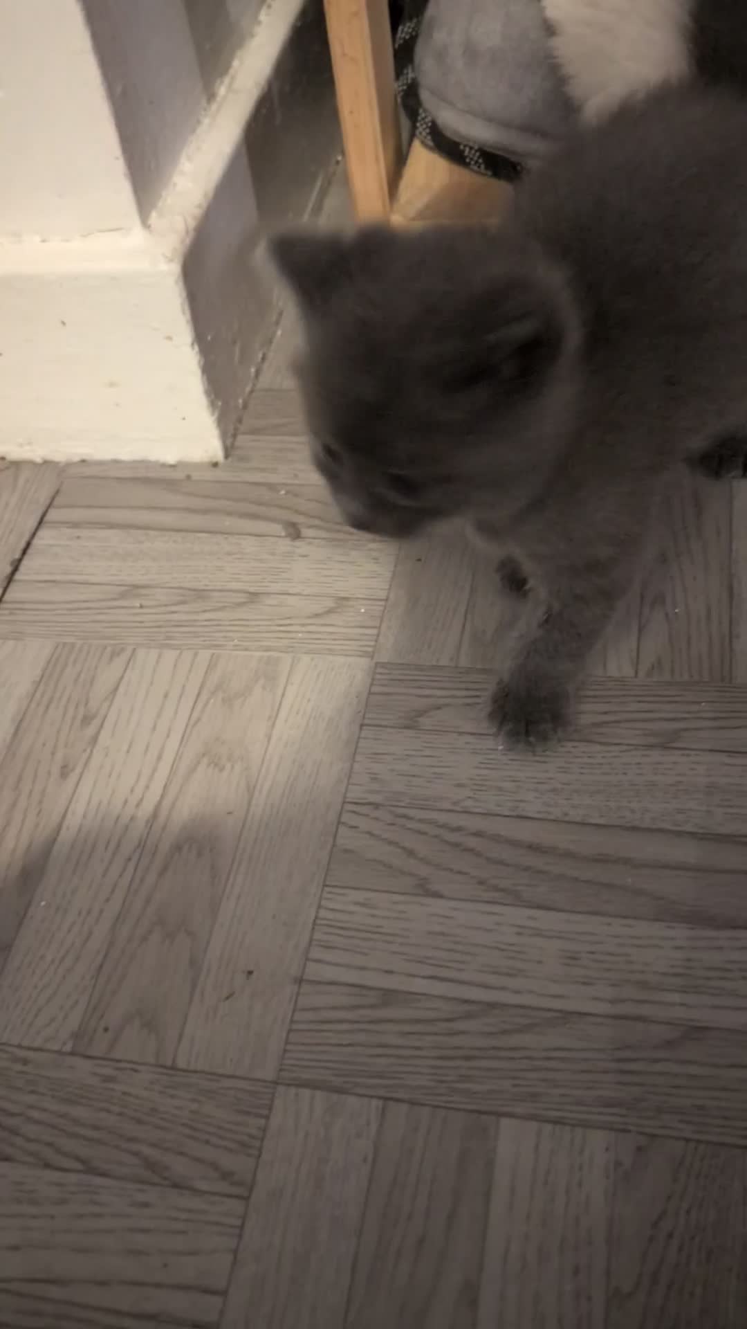 Mixed Breed cats for sale: Persian/ragdoll/mix in Southampton - Video 1