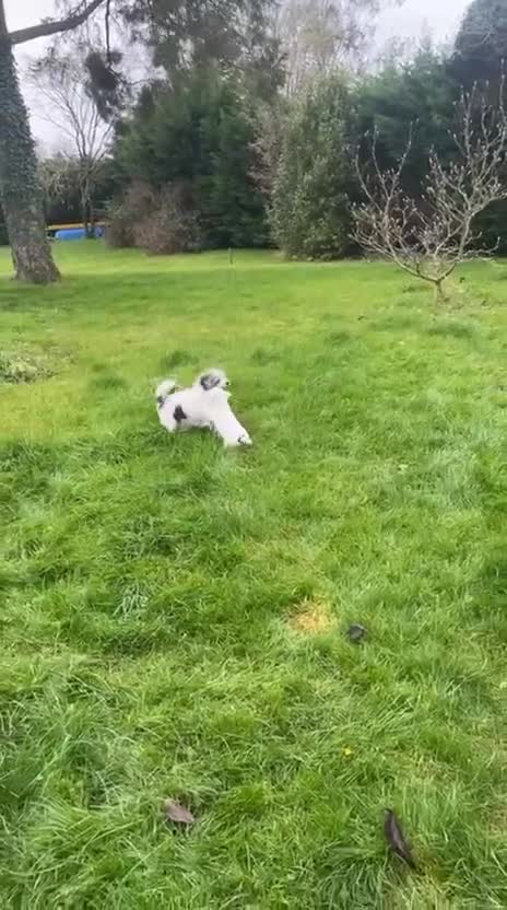 Jack Russell dogs for sale: Patchy 8 week old male broken coat terrier  - Video 1