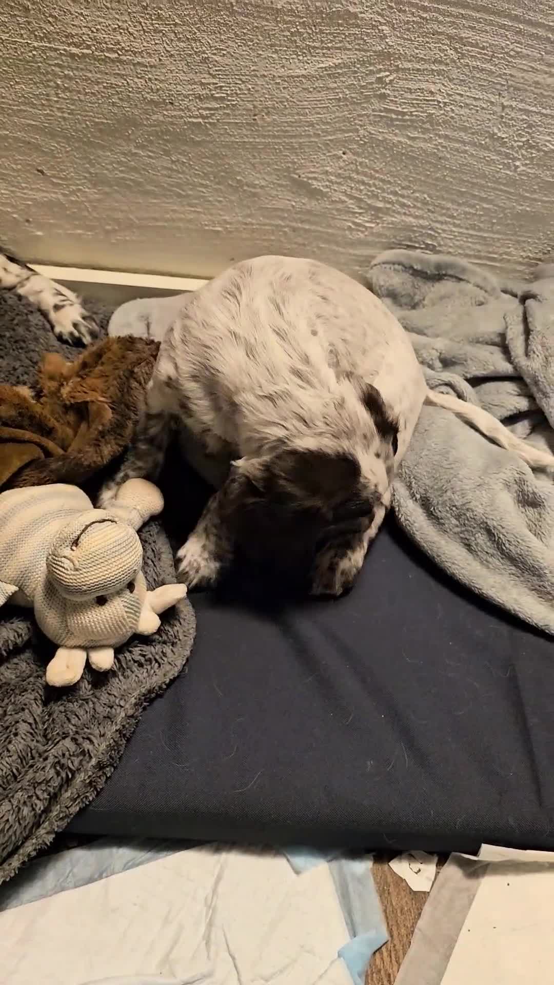 Cocker Spaniel dogs for sale: Working cocker spaniel puppy  - Video 1