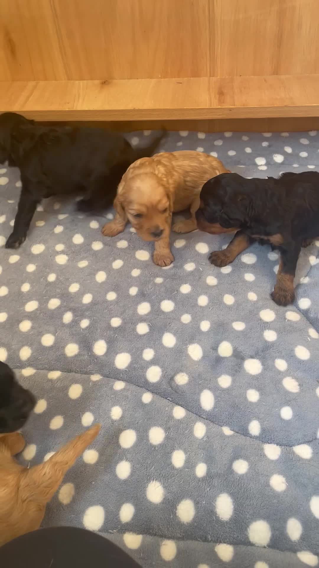 Cavapoo dogs for sale: Cavapoo - Video 2