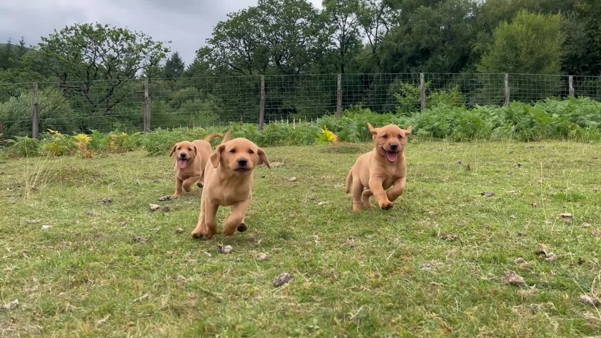 Labrador Retriever dogs for sale: Gorgeous fox red Labrador female puppies - Video 1