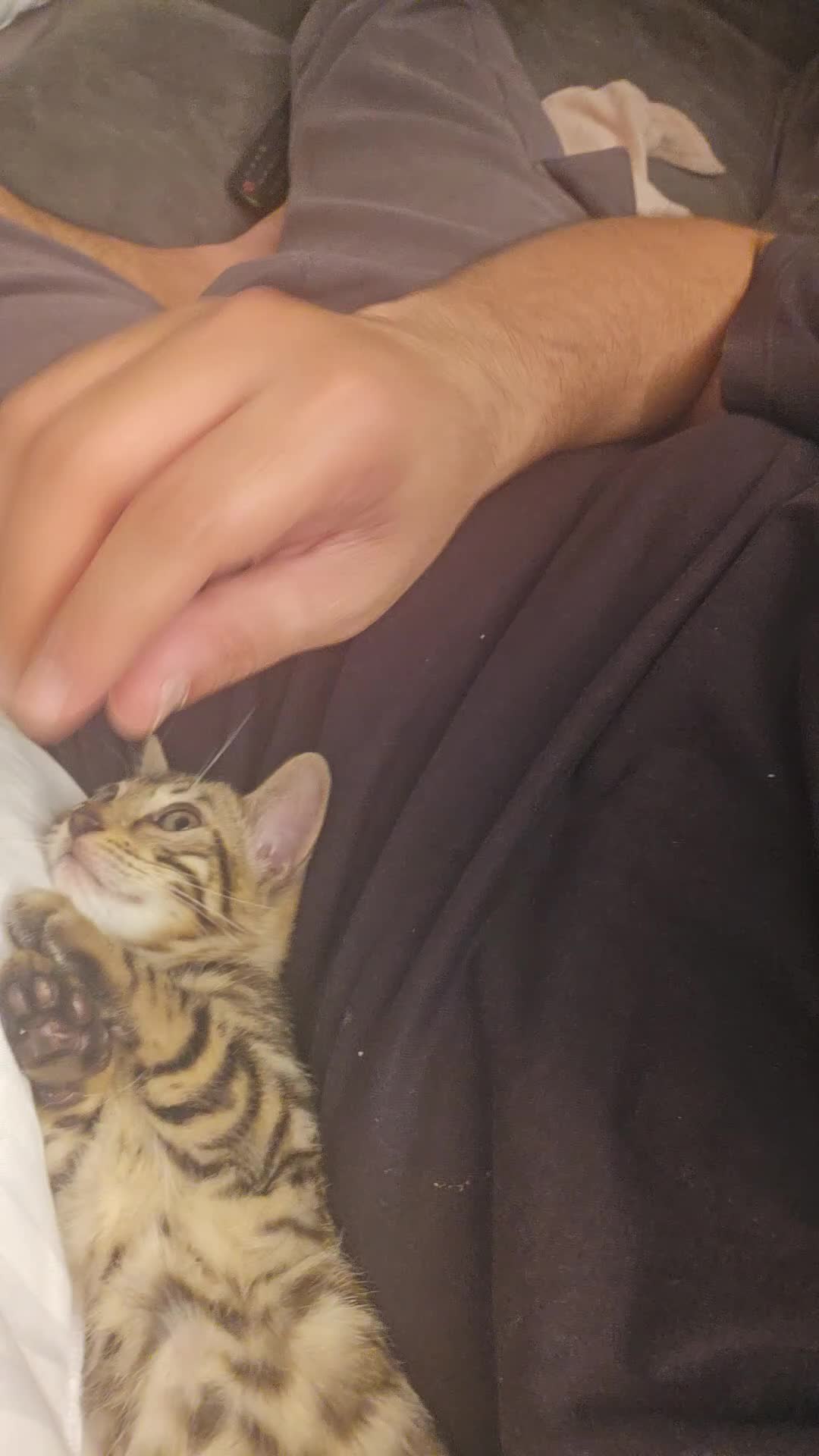Bengal cats for sale: Bengal kitten  - Video 2