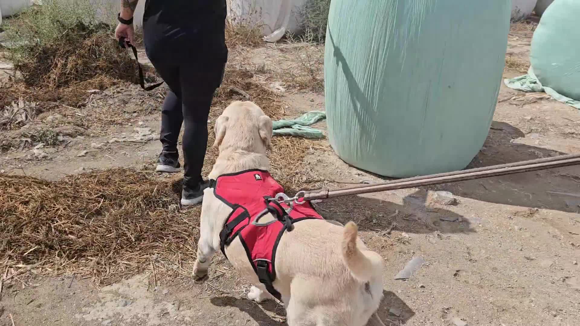 Labrador Retriever dogs for adoption: Xarkas - Seeking a special home - Video 1