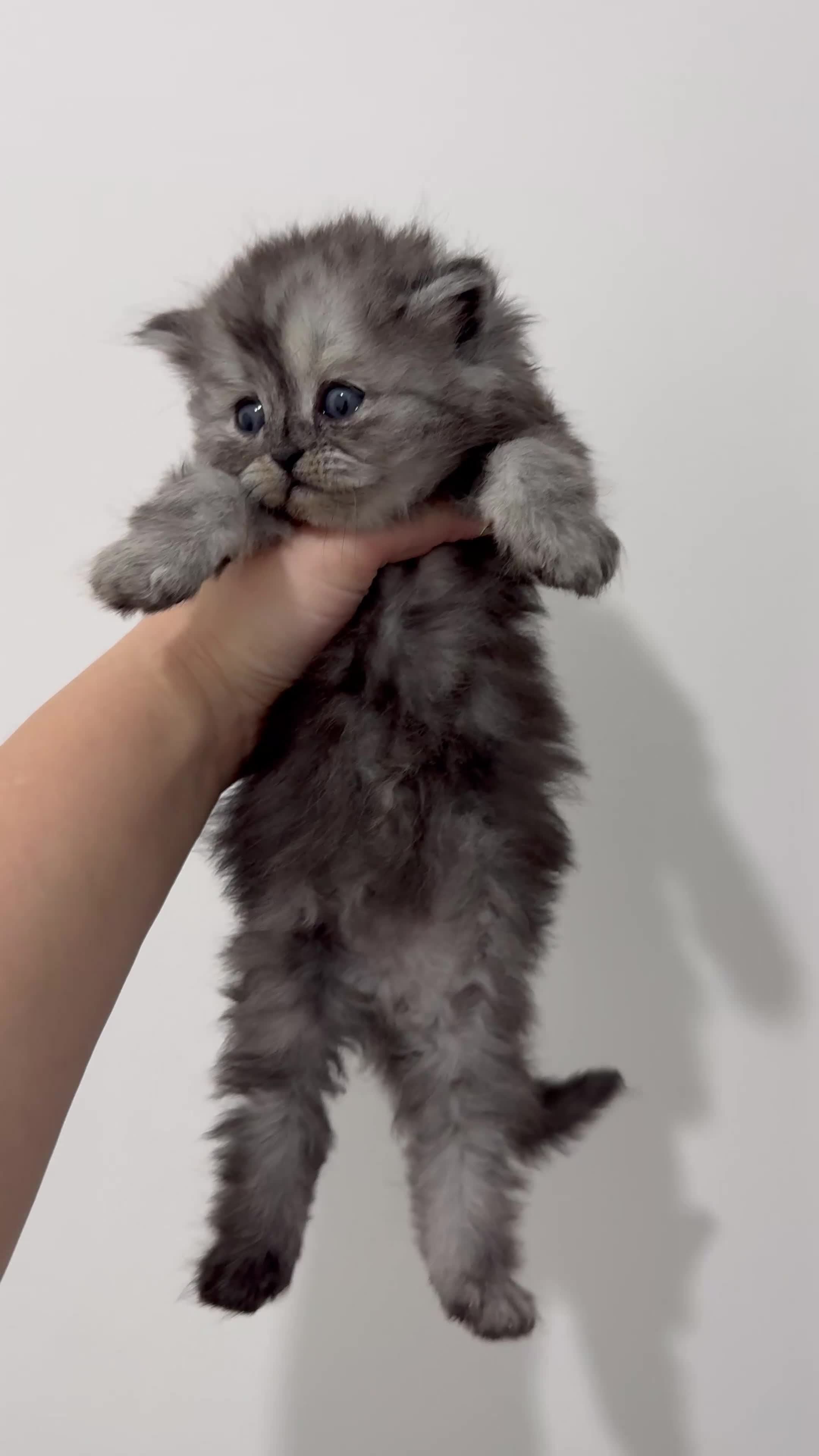 Persian cats for sale: 🤍🩶🤎🖤Smoke persian left🖤🤎🩶🤍 - Video 1