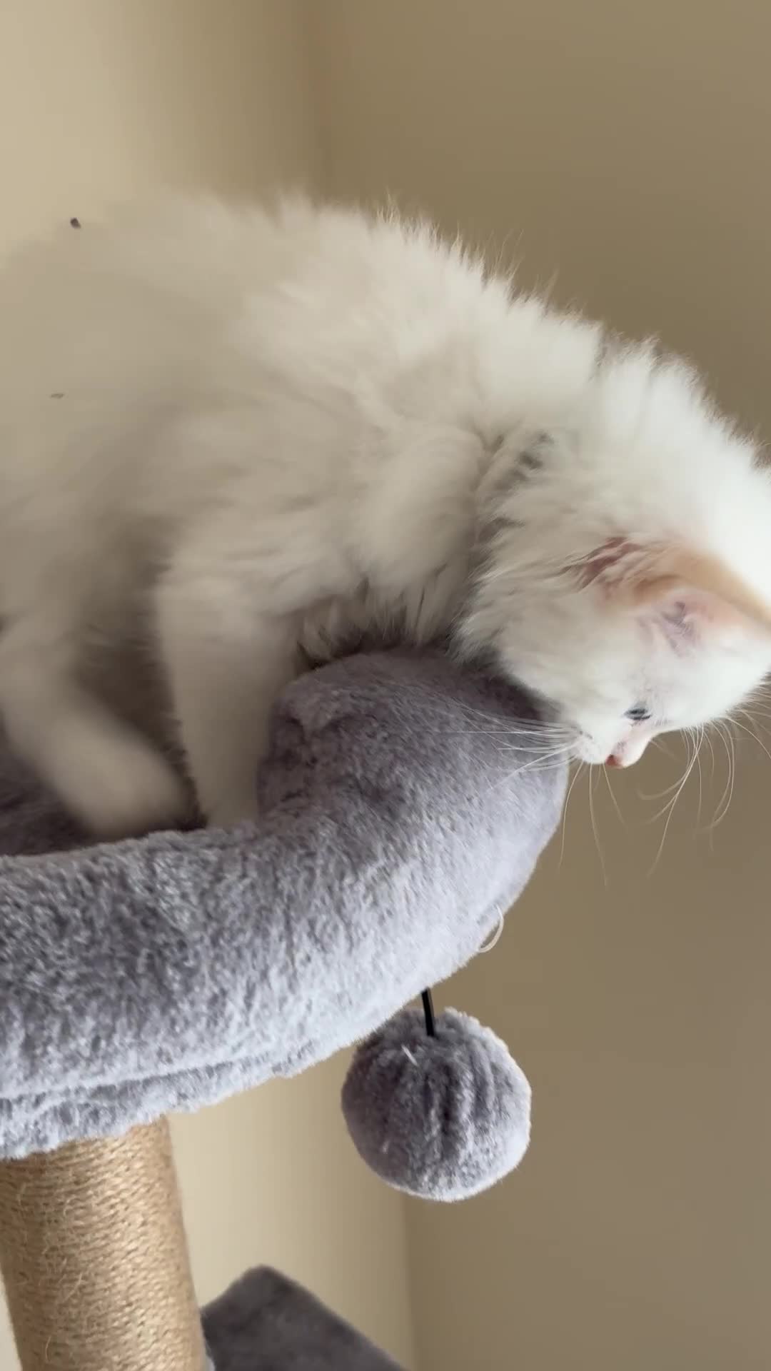 Siberian cats for sale: GCCF Registered Siberian kitten For Sale  - Video 3
