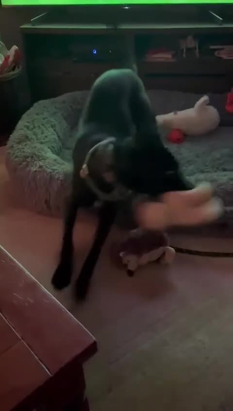 Mixed Breed dogs for adoption: ASH-12 months,Medium,playful/friendly/loves people - Video 1