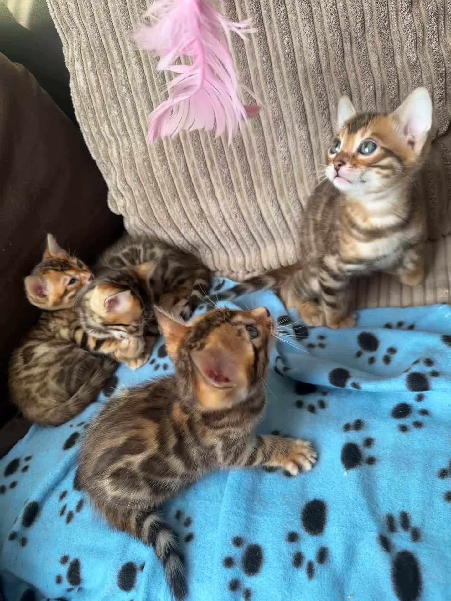 Bengal cats for sale: TICA Bengal kittens for sale . 🐱 - Video 2