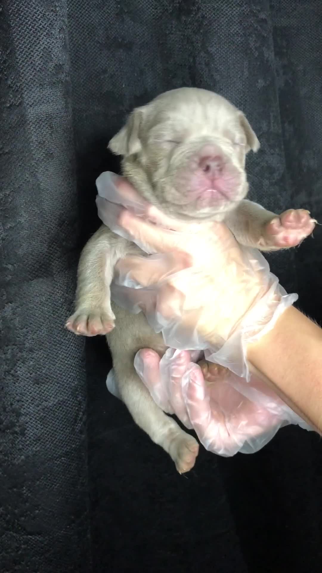 Mixed Breed dogs for sale: Incredible bulldog x FOR-SALE  - Video 4