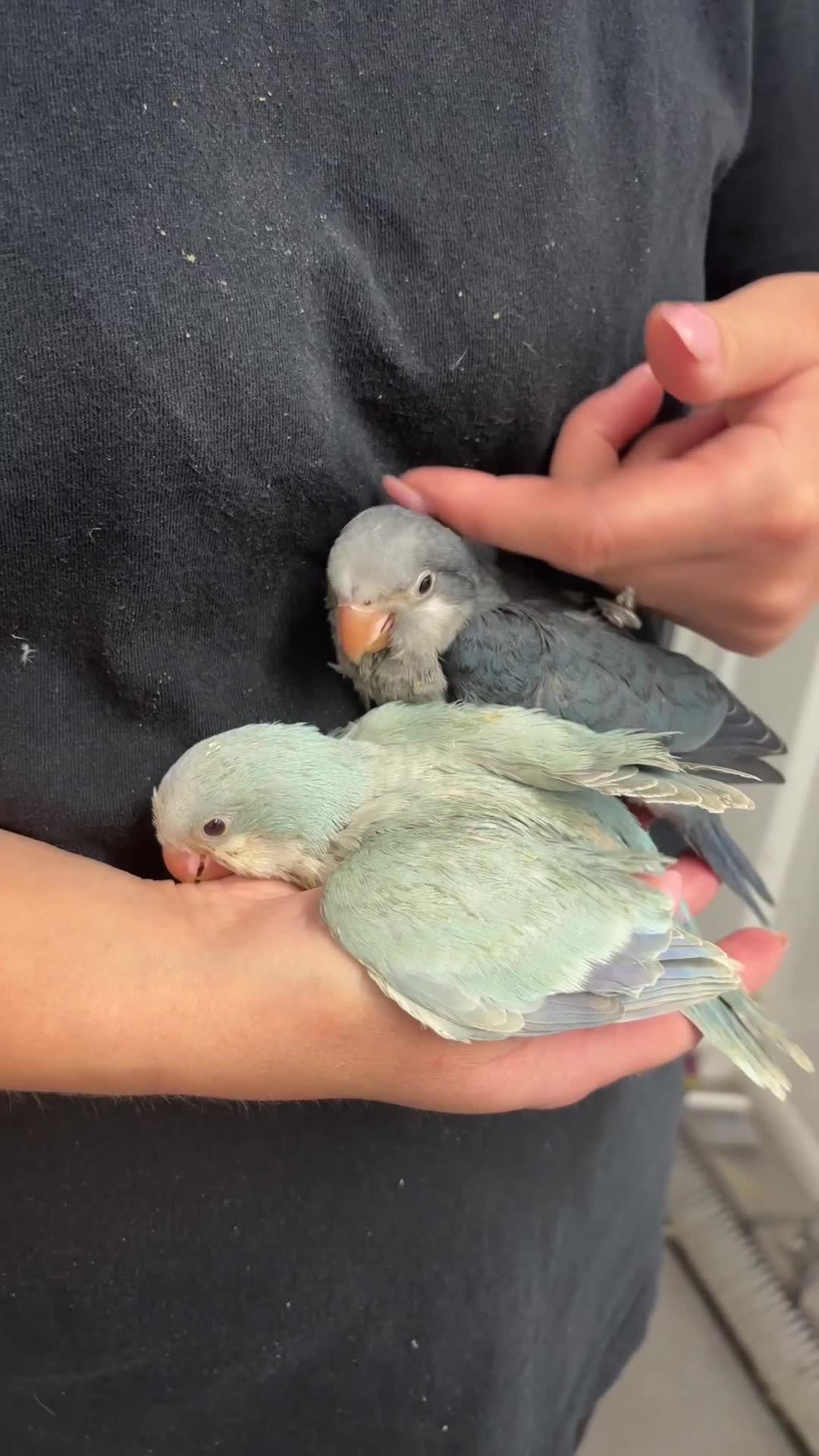 Parakeets birds for sale: 🩷 Super Tame hand reared Quaker🩷 - Video 1