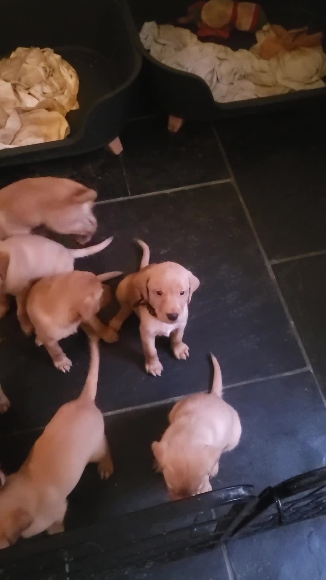 Labrador Retriever dogs for sale: Fox Red Labradors, KC registered, Health Checked. - Video 1
