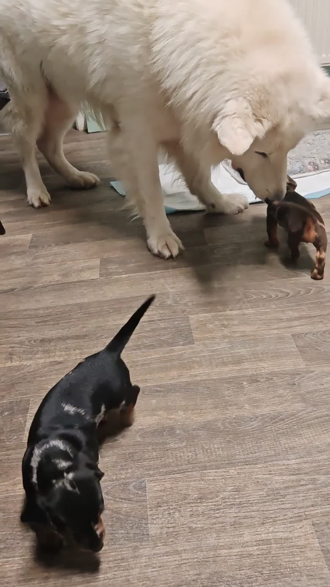 Dachshund dogs for sale: Dashounds girls in Pontefract - Video 1