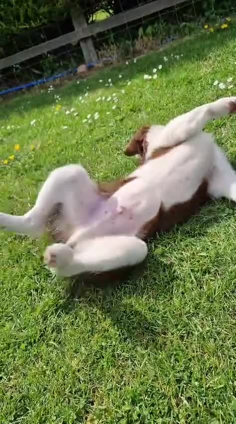 Border Collie dogs for sale: Red, white and tan border collie puppies for sale  in Evesham - Video 2