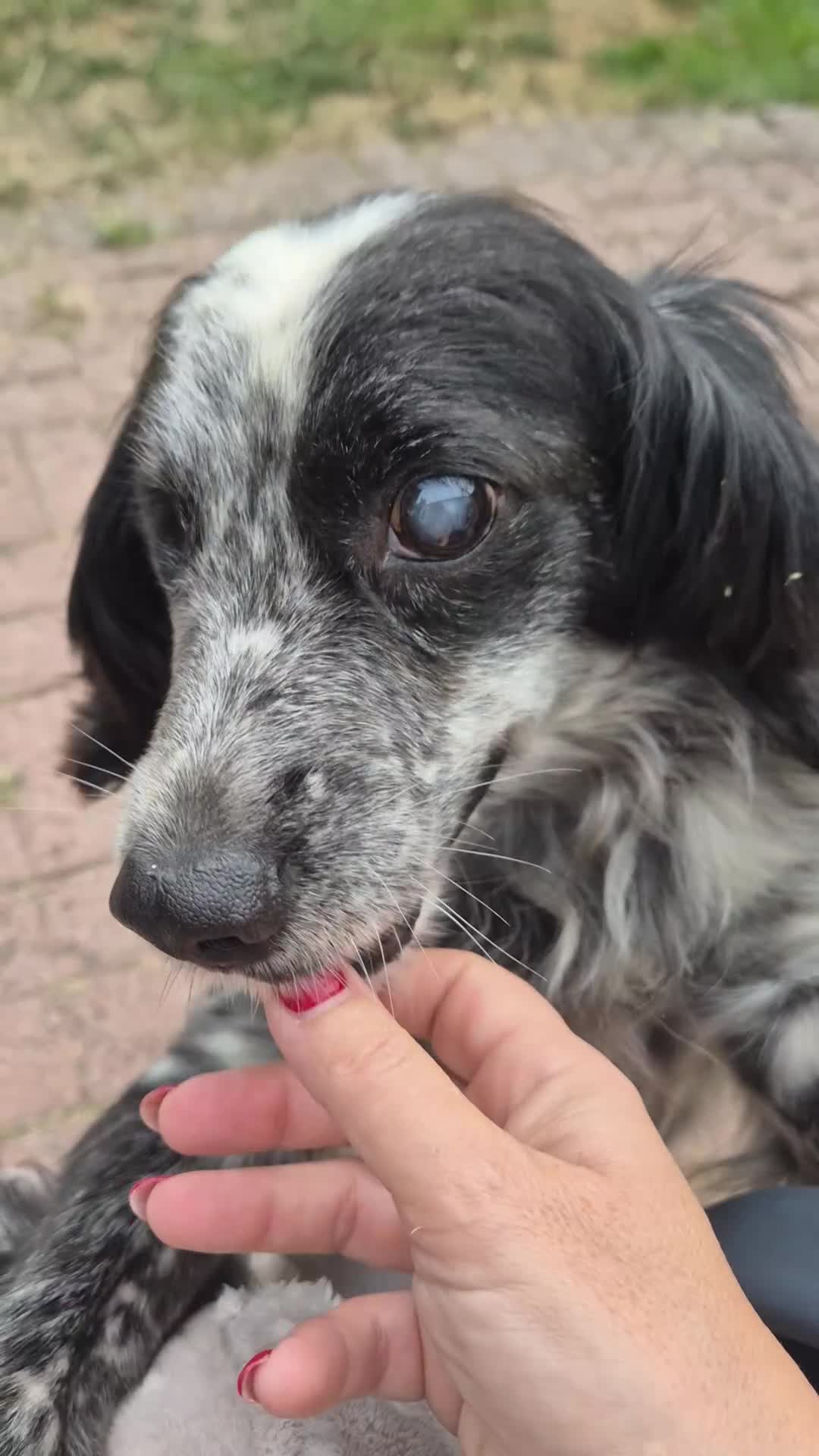 Cocker Spaniel dogs for adoption: Meet Jacky – Looking for His Happy Ever After - Video 2