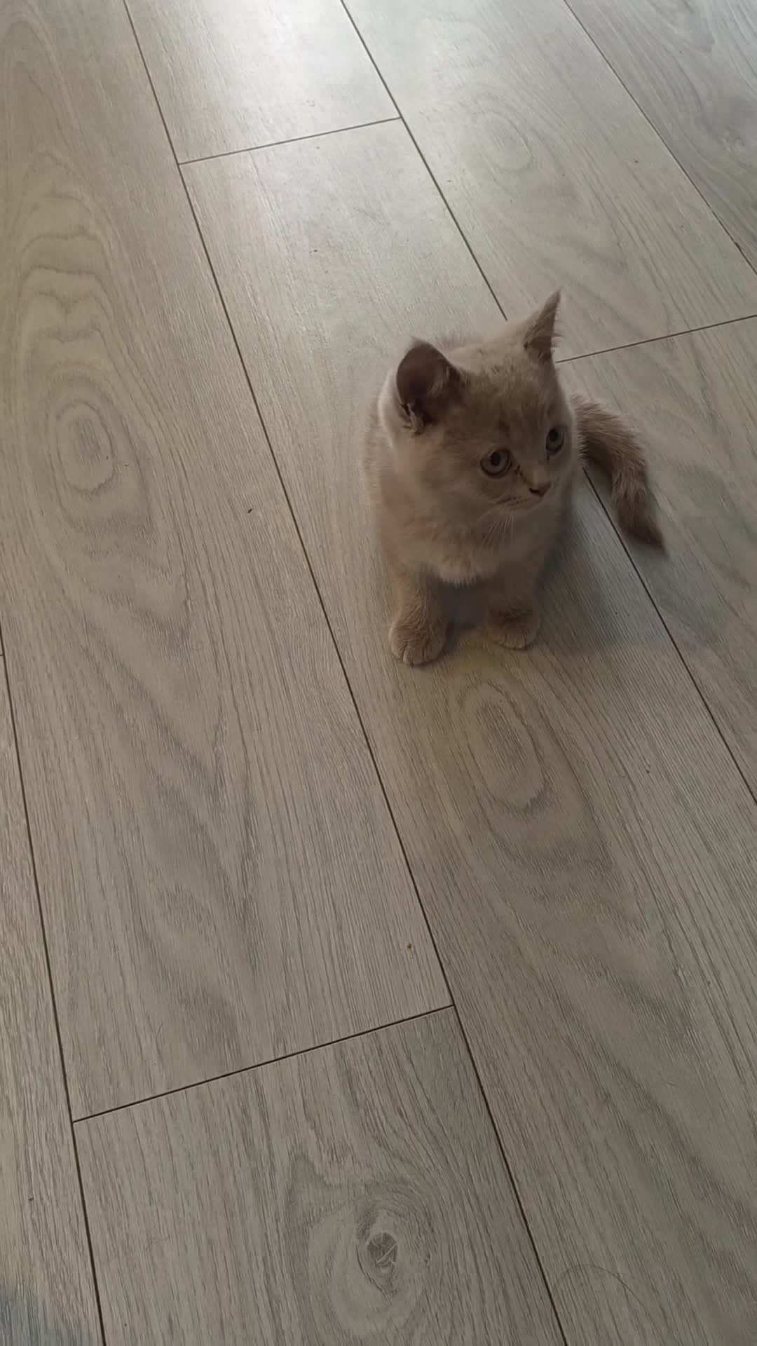 British Shorthair cats for sale: British shorthair kittens active - Video 2