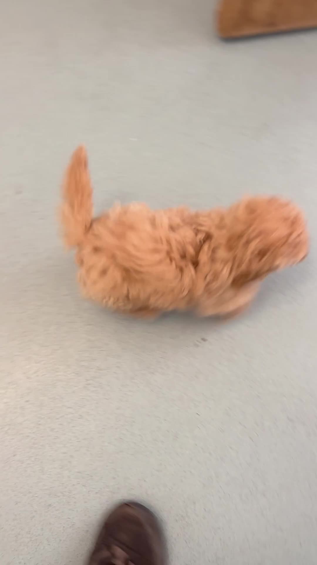 Maltipoo dogs for sale: 🤩 1 F1B stunning female Maltipoo 🤩 - Video 1