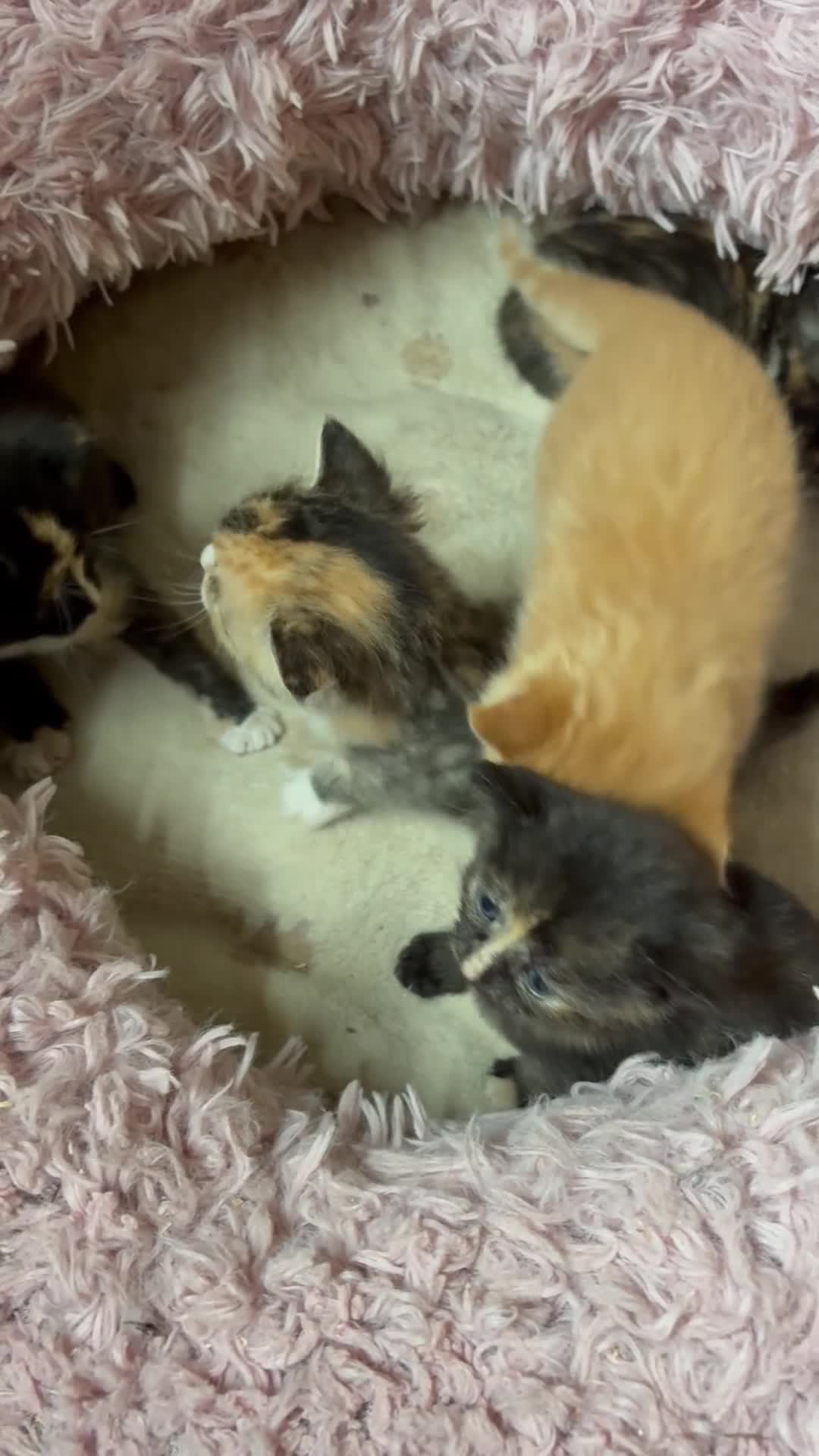 Mixed Breed cats for sale: 5 beautiful fluffy babies  - Video 1