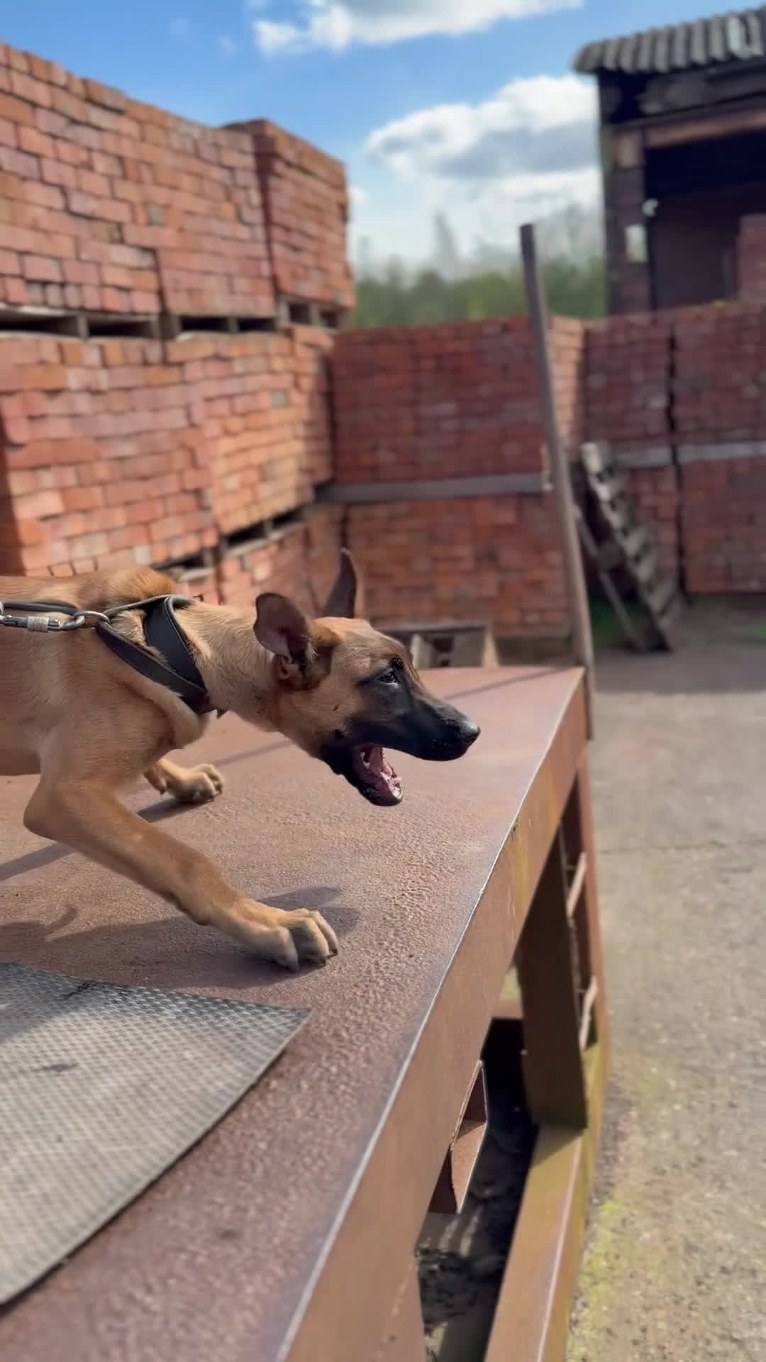 Belgian Shepherd Dog dogs for sale: Serious working puppy  - Video 3