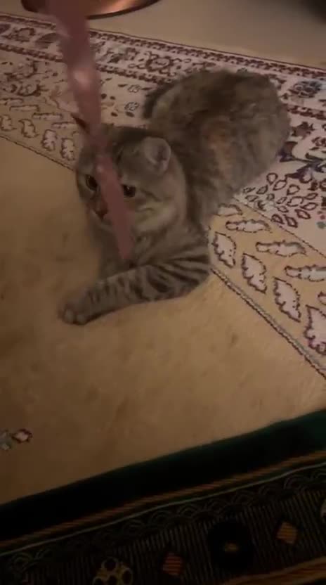Mixed Breed cats for adoption: PERSE-Norwegian Forrest? -needs a garden SPAYED - Video 2