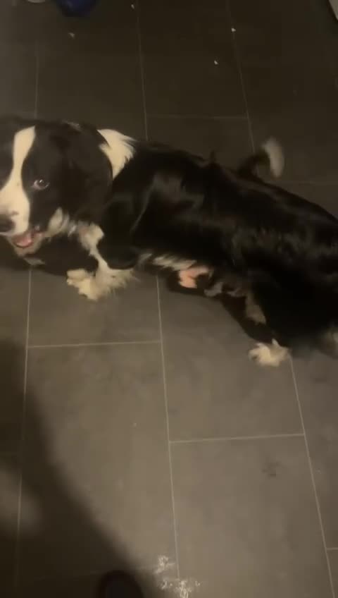 Mixed Breed dogs for sale: Cocker spaniel cross border collie - Video 1