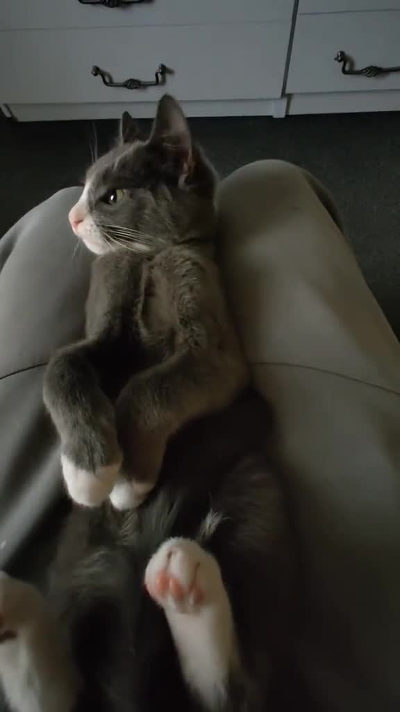 Russian Blue cats for sale: Russian Blue - Video 1