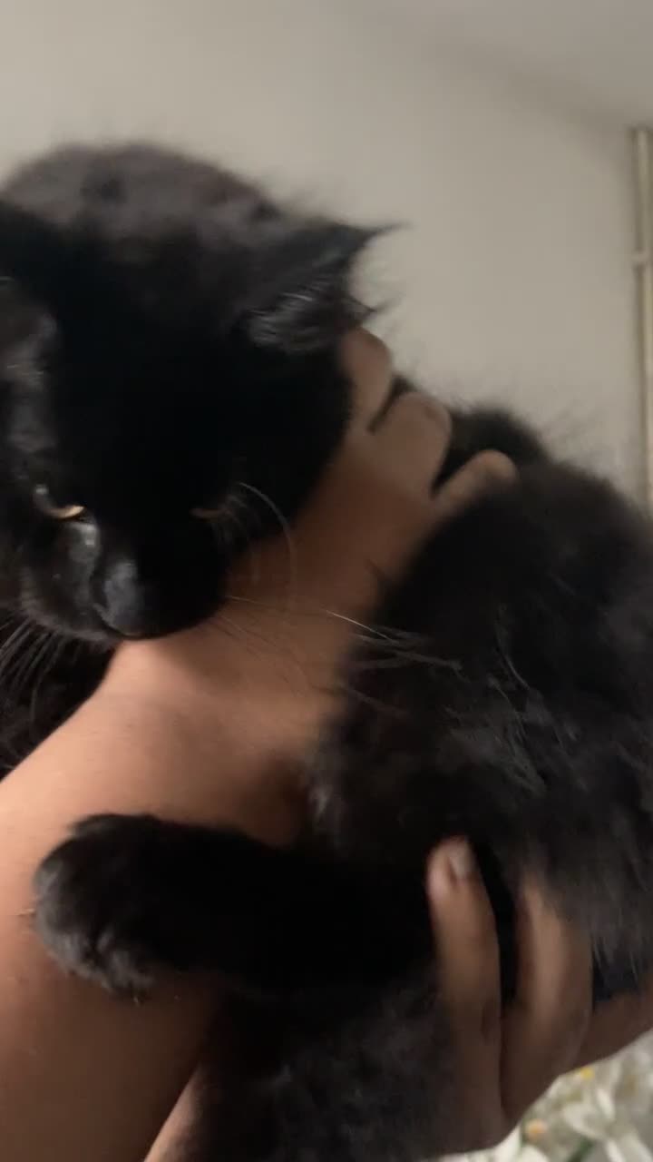 Maine Coon cats for sale: Tyson  - Video 1