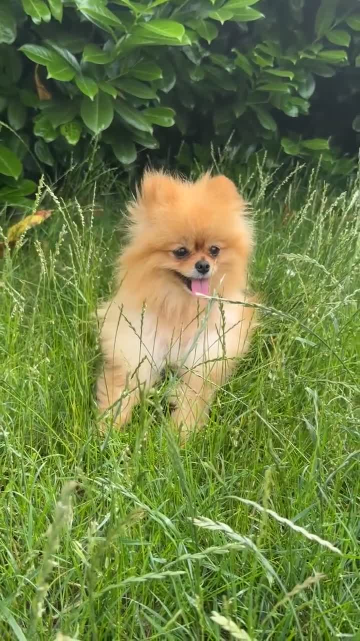 Pomeranian dogs for sale: Female Pomeranian  - Video 2