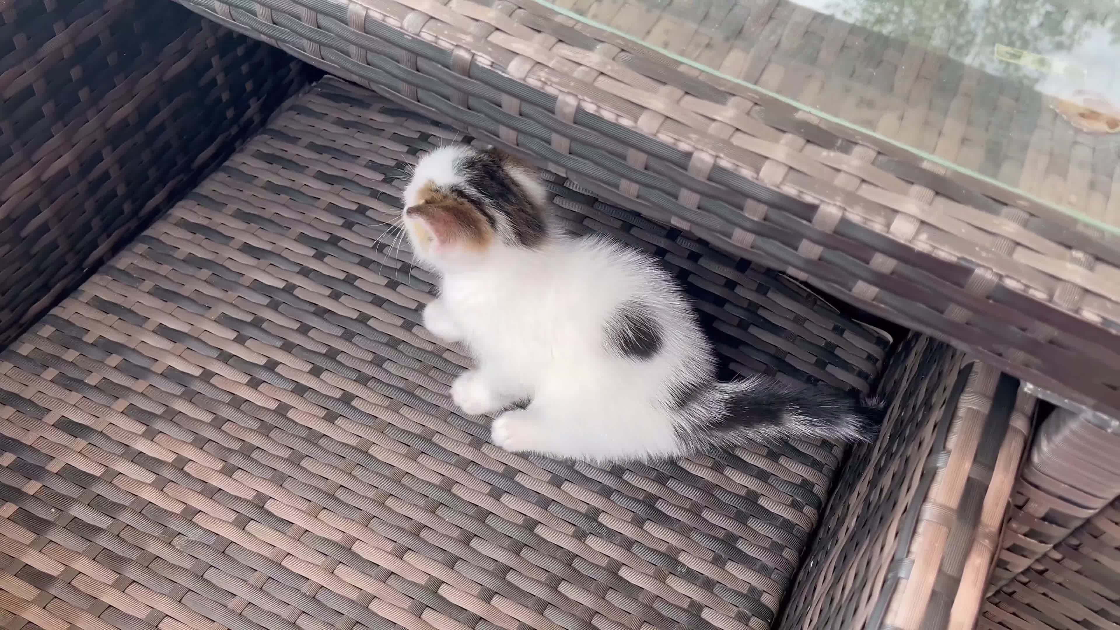 Mixed Breed cats for sale: Mixed fluffy kittens  - Video 2