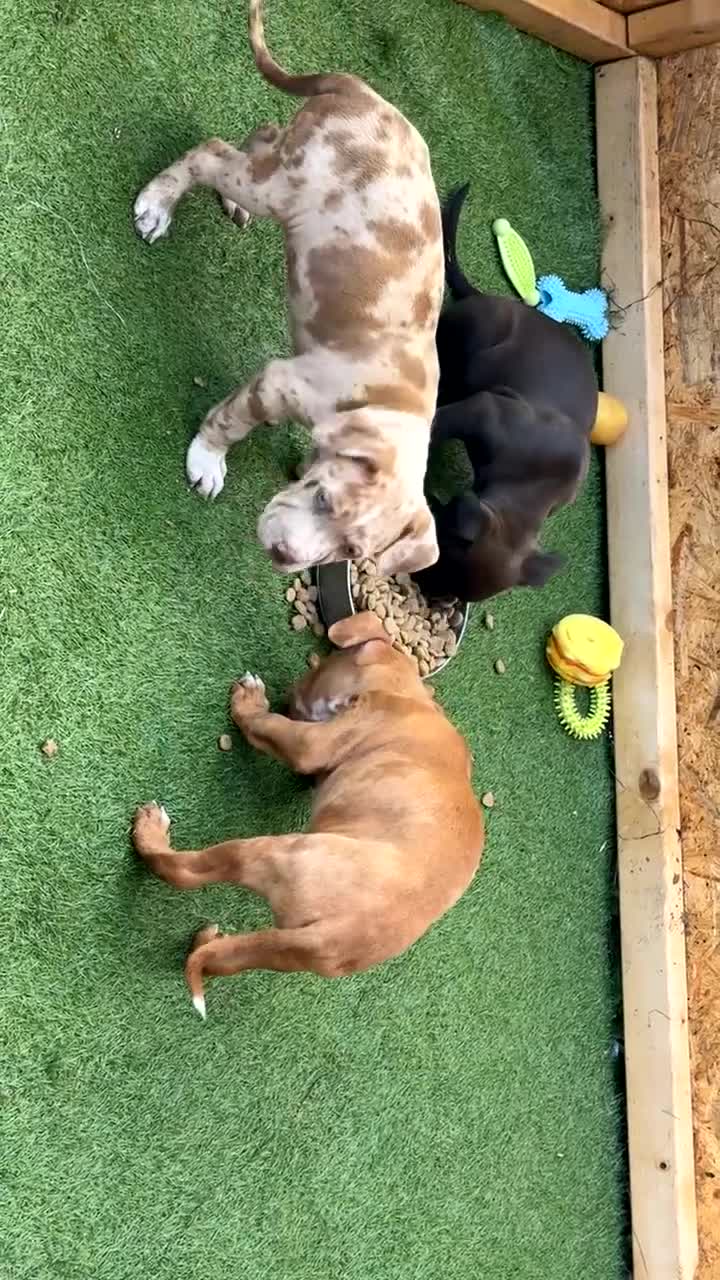 Staffordshire Bull Terrier dogs for sale: 3 beautiful Staffordshire bull terrier puppies - Video 3