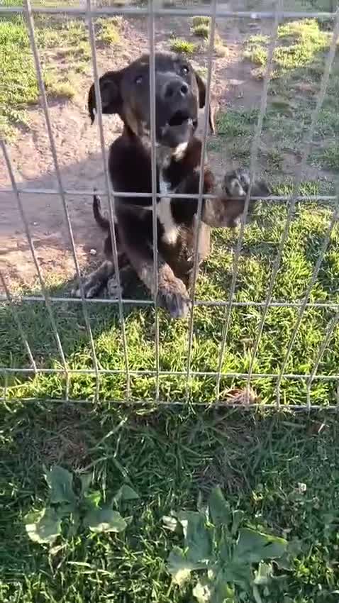 Mixed Breed dogs for adoption: Please 🙏 Puppy Mora needs a Home 🏠  - Video 5