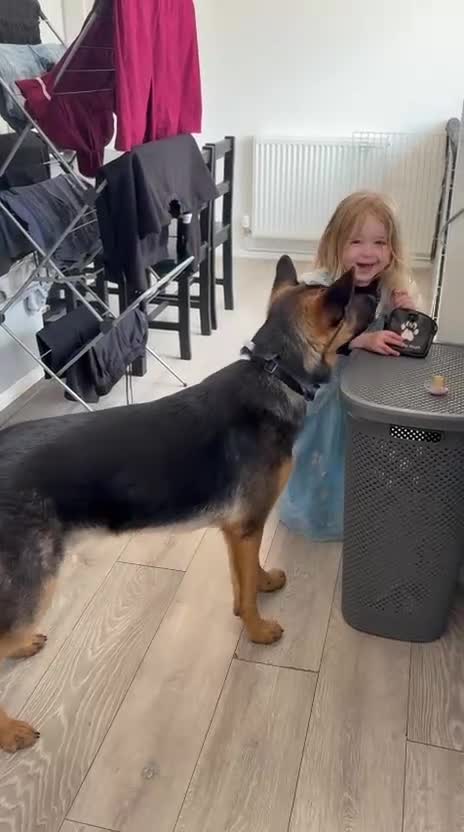 German Shepherd dogs for sale: 11 month old male German shepherd  in Great Yarmouth - Video 1