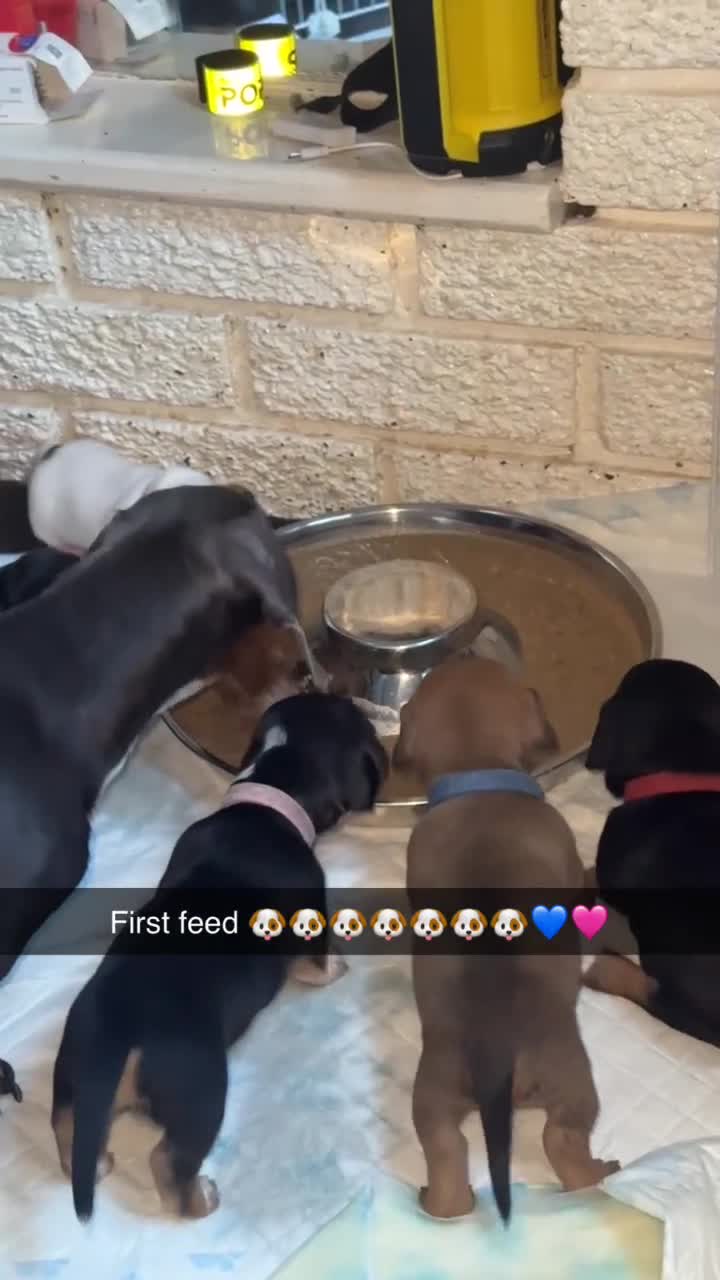 Jackshund dogs for sale: 2 girls 1 boy  - Video 1