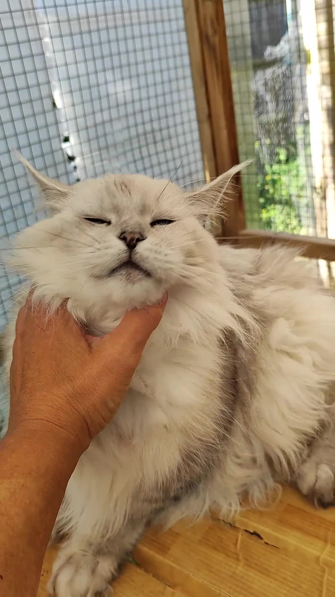 Maine Coon cats for sale: Neutered shaded Princess  - Video 1