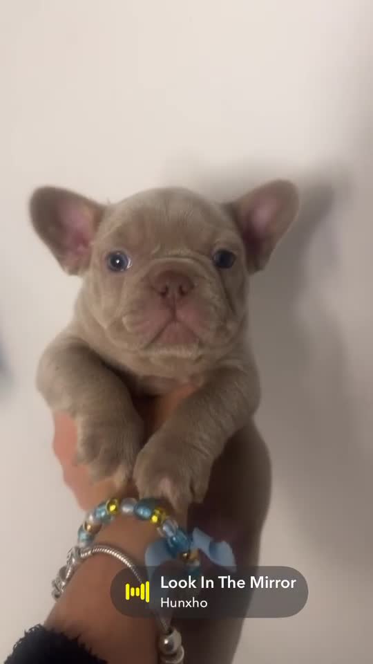 French Bulldog dogs for sale: French bulldog puppies for sale 💥‼️ - Video 3