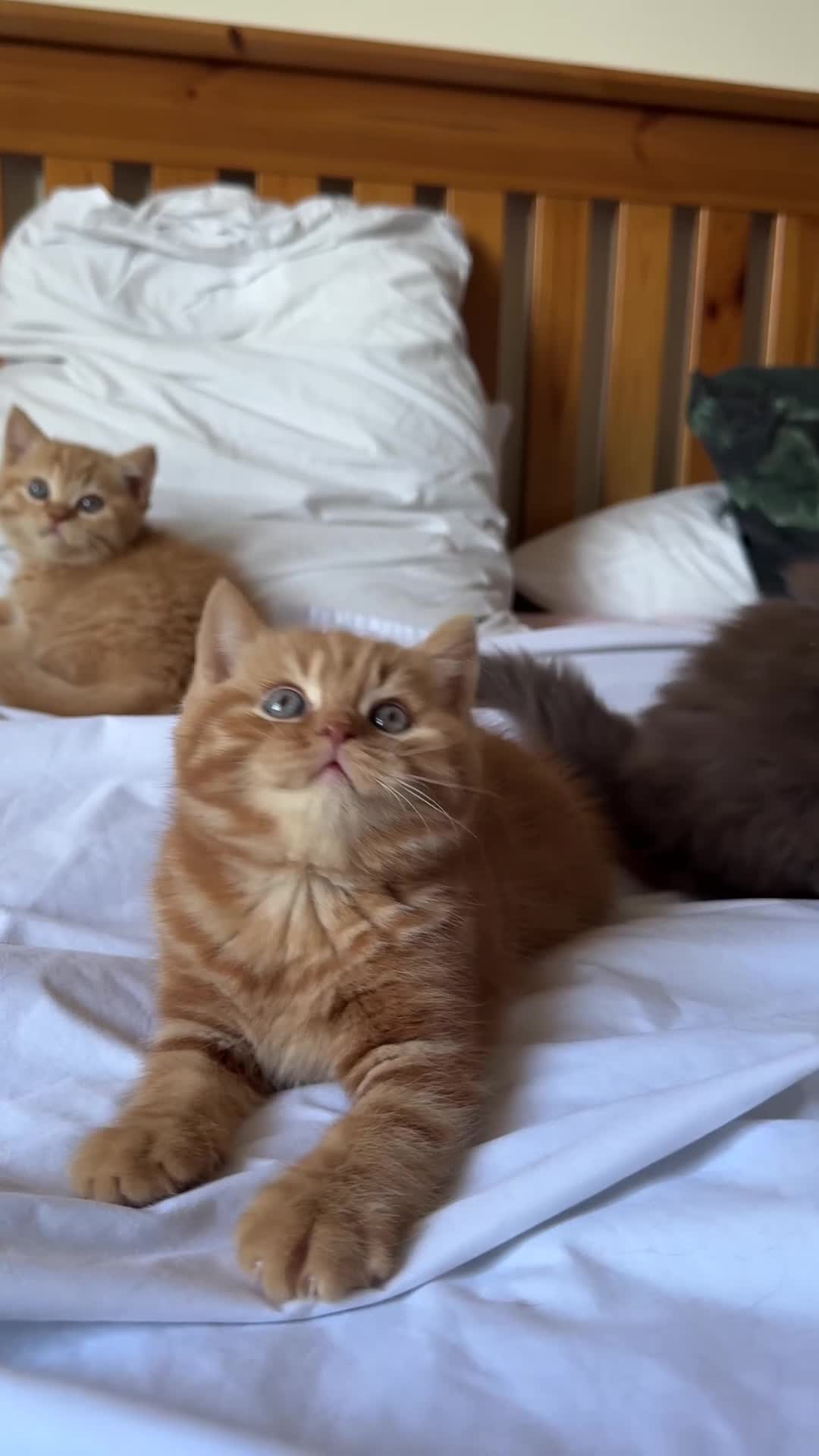 British Shorthair cats for sale: Two red BSH boys - Video 1