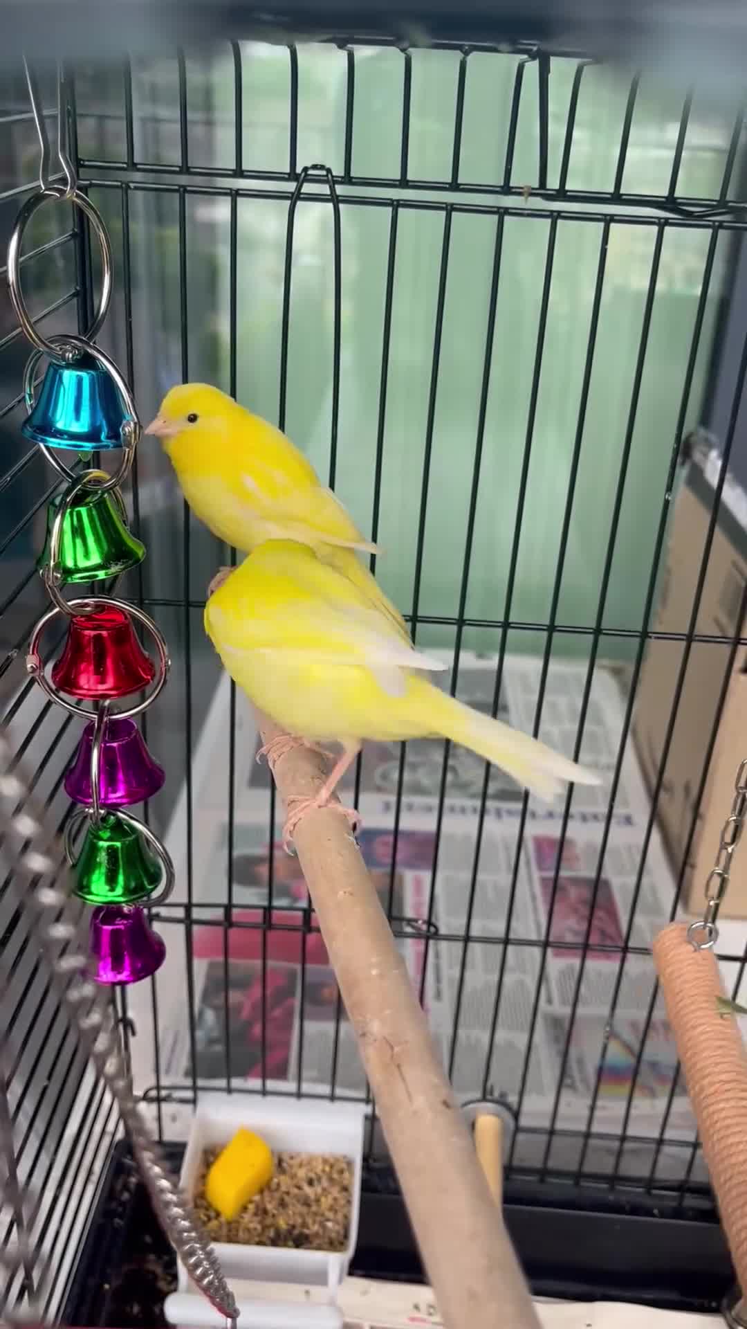 Canaries birds for sale: Pair of canaries - Video 1