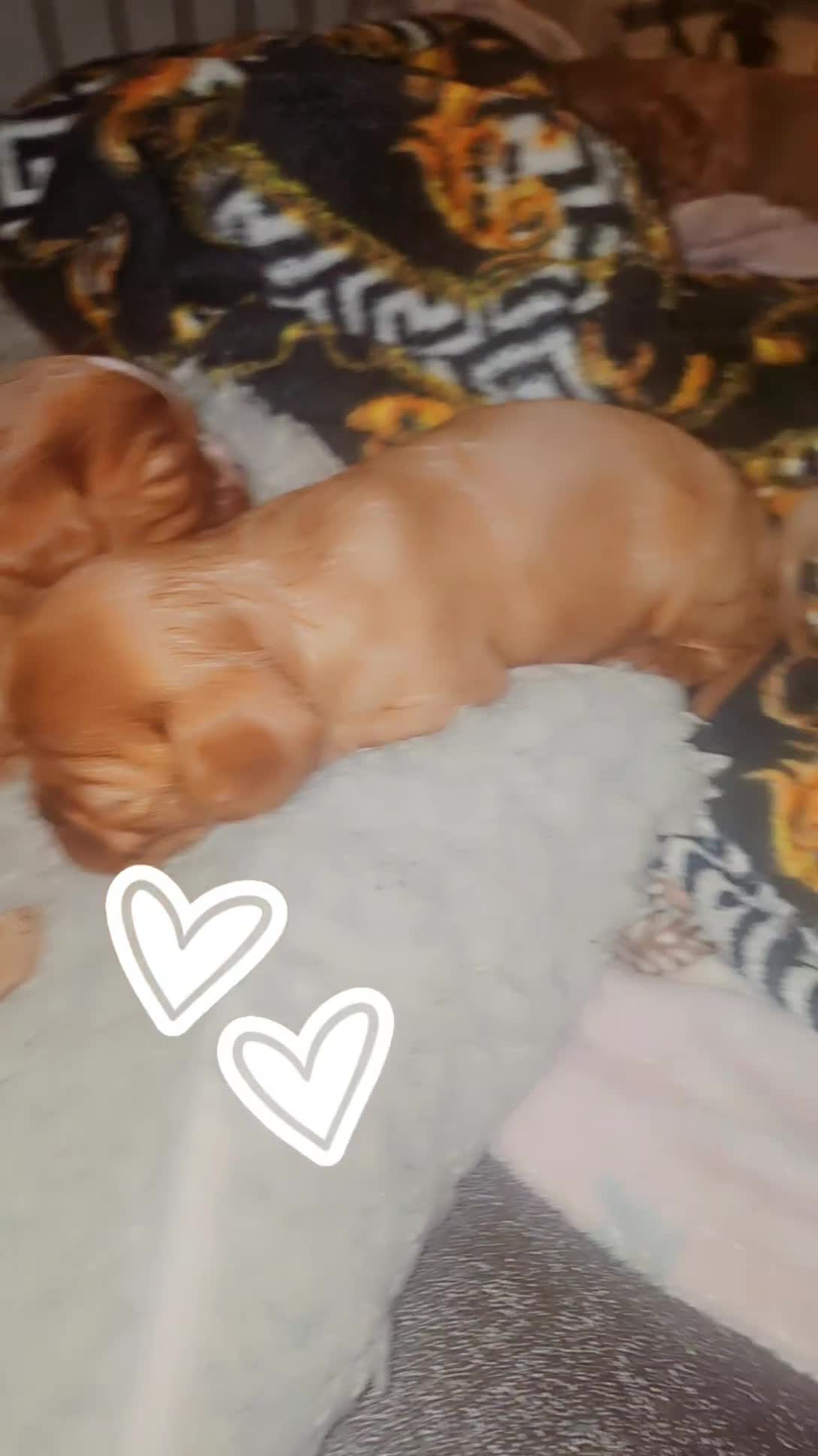 Cavalier King Charles Spaniel dogs for sale: Cavalier king charles puppys READY NOW pedigree KC - Video 2