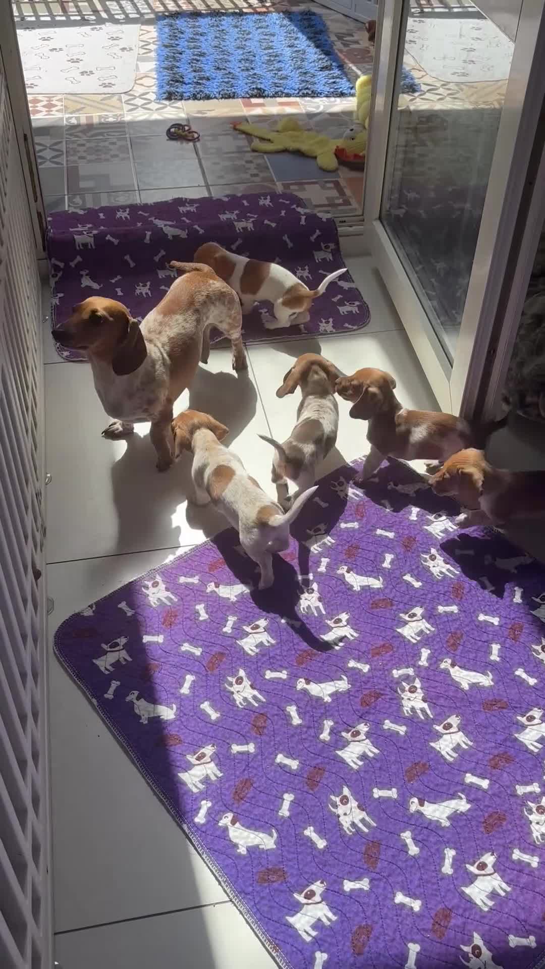 Miniature Dachshund dogs for sale: Pure Russian Piebald Miniature Smooth Dachshunds  - Video 1