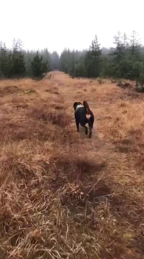Rottweiler dogs for sale: Milo  - Video 1