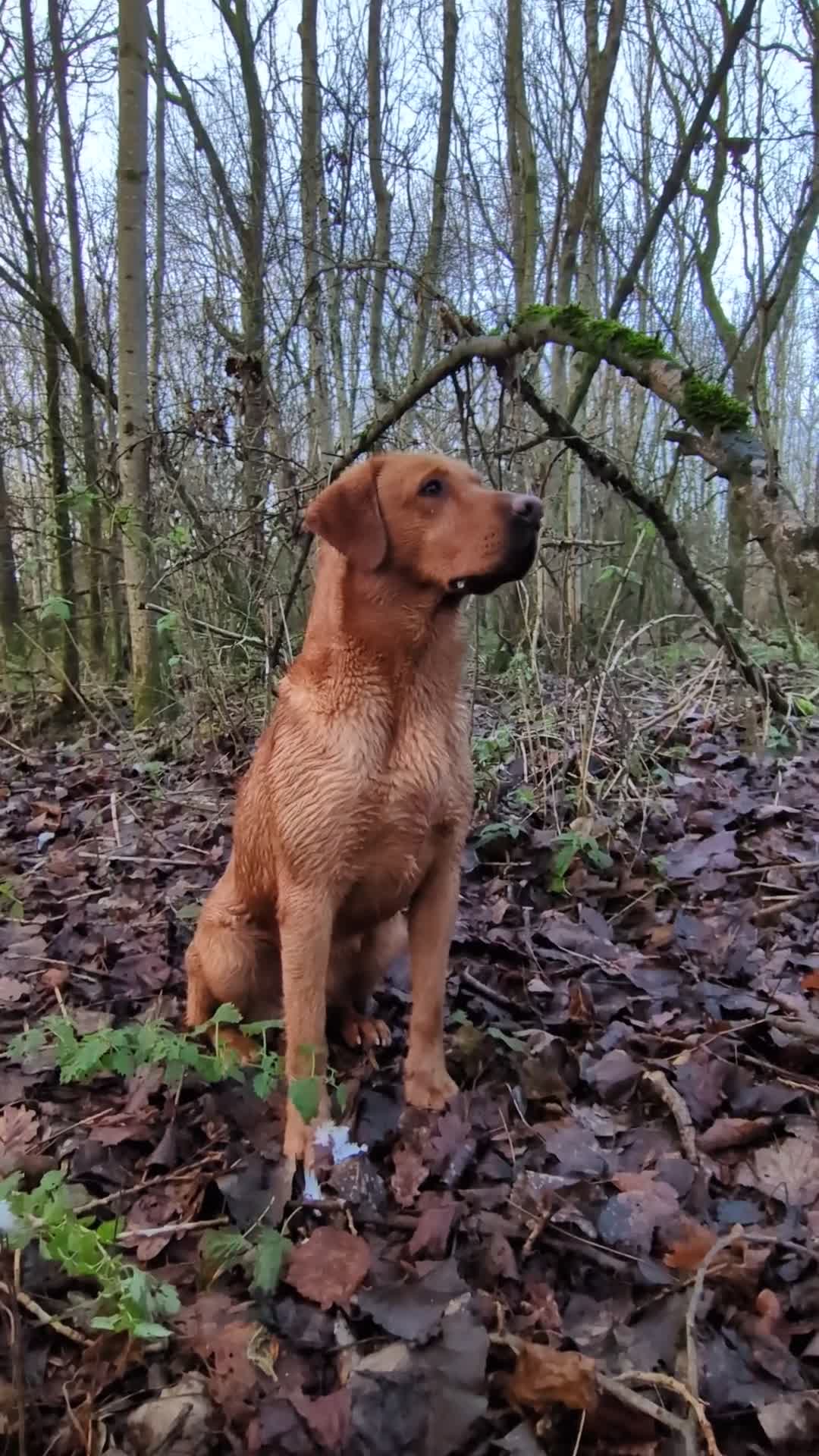 Labrador Retriever dogs for stud: PROVEN KC Fox Red Health Tested Labrador Stud Dog - Video 1