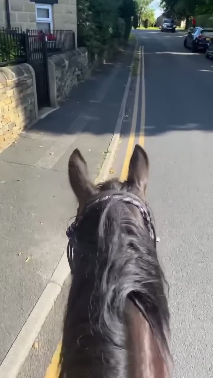 Other Breed horses for sale: Dales x Cob for sale - Video 2