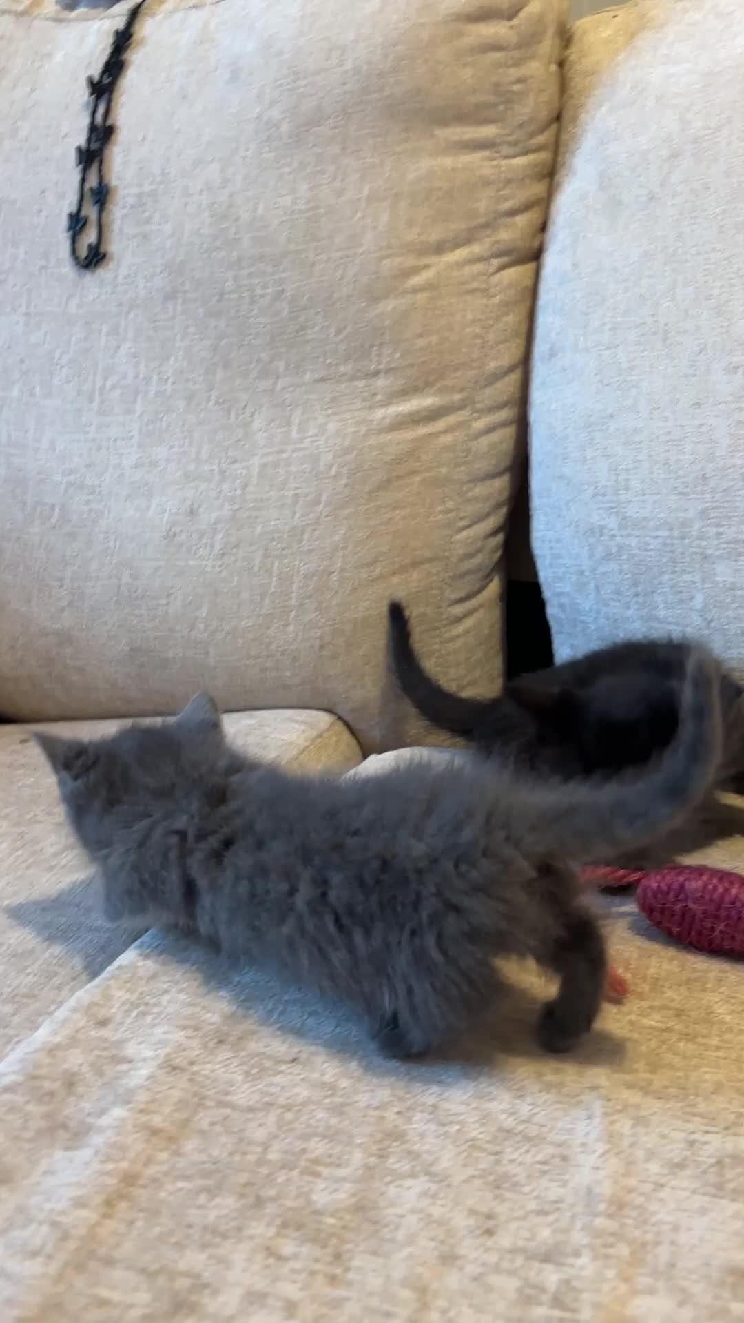 Munchkin cats for sale: RARE BLUE SHORTHAIRED SPOTTED MUNCHKIN BOY  - Video 4