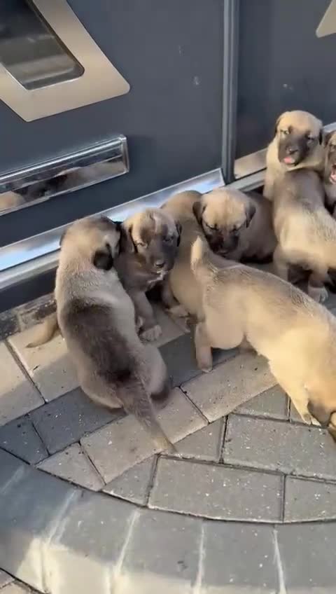 Turkish Kangal dogs for sale: Turkish kangal puppies  - Video 2