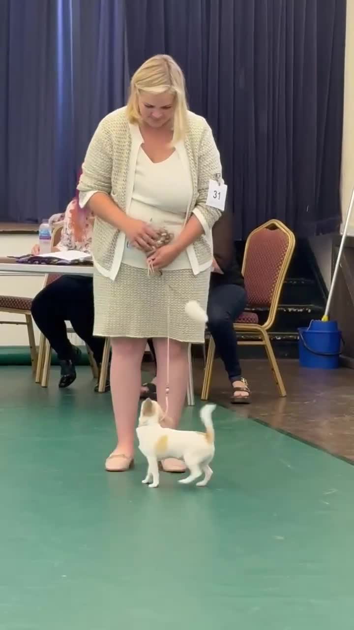 Chihuahua dogs for sale: *Parti Crufts Qualified Champion sired* in Cambridge - Video 1