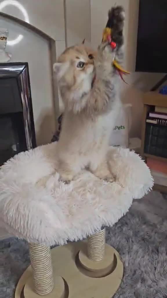 British Longhair cats for sale: Purebred British Longhair Boys-WCF Pedigree - Video 5