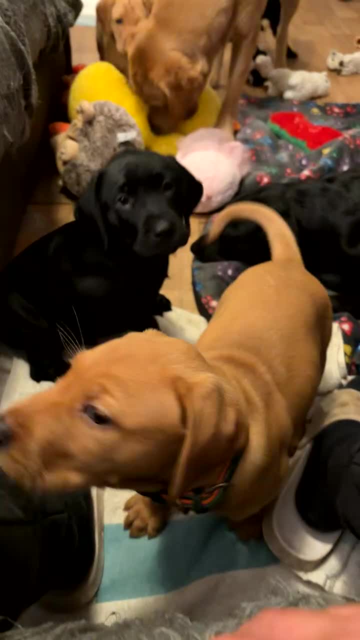 Labrador Retriever dogs for sale: 3 Black Labrador puppies from a litter of 10!! - Video 2
