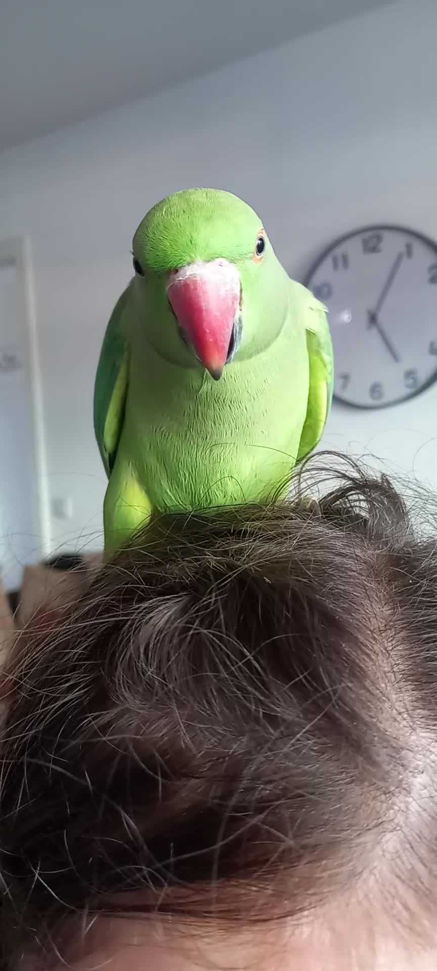 Ringnecks birds for sale:  Ringneck parrot with 2 of his toys and his cage  - Video 4