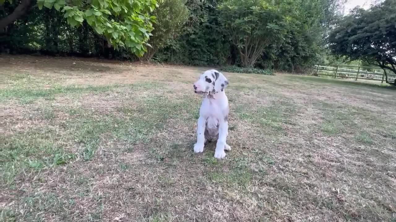 Great Dane dogs for sale: Stunning KC Registered champion bloodline Puppies - Video 2