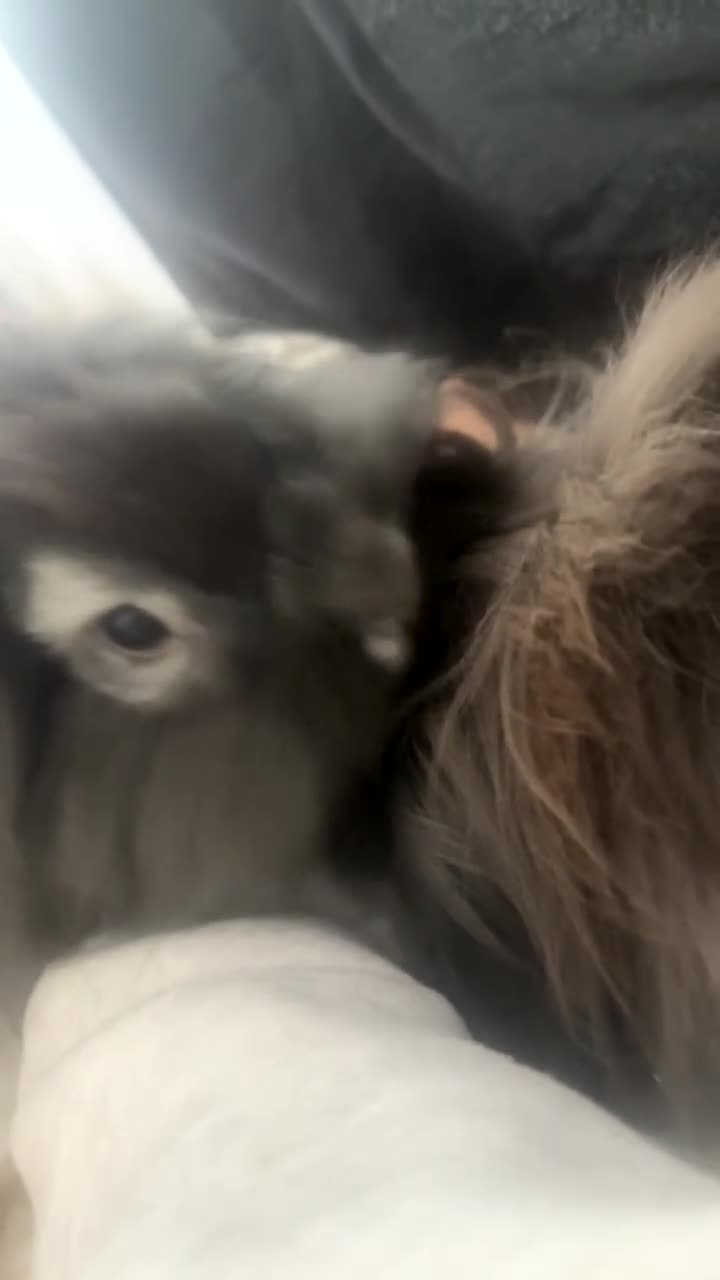Angora rabbits for sale: Brother And Sister Bonded Pair Both Spayed in London - Video 1