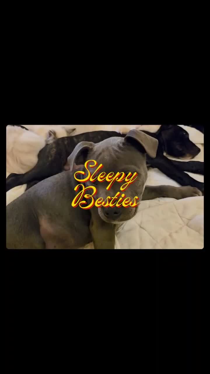 Staffordshire Bull Terrier dogs for sale: 🐾 One Boy Left, KC Reg, Eye Tested, HC & L2HGA 🐾 - Video 1